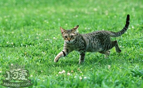 奧西貓會跳環(huán)嗎 奧西貓?zhí)h(huán)訓(xùn)練方法