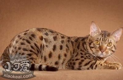 奧西貓怎么學游泳 奧西貓游泳訓練方法