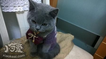 卡爾特貓怕水怎么辦 卡爾特貓卡水訓練方法