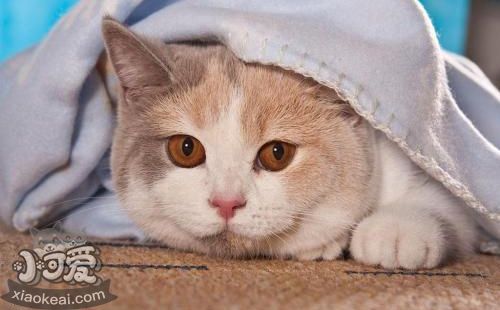 卡爾特貓不會(huì)用馬桶怎么訓(xùn)練 馬桶使用訓(xùn)練方法