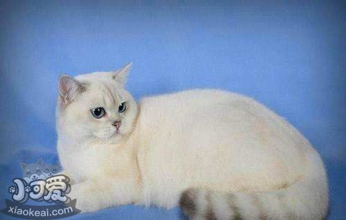 重點色短毛貓太調皮怎么辦 重點色短毛貓調皮訓練方法