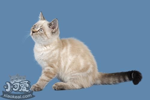重點色短毛貓很兇怎么辦 溫柔重點色短毛貓訓練法