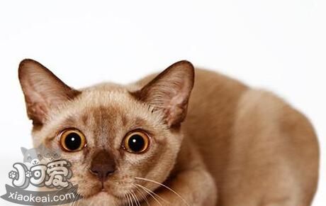 怎么訓練歐洲緬甸貓睡在固定地點