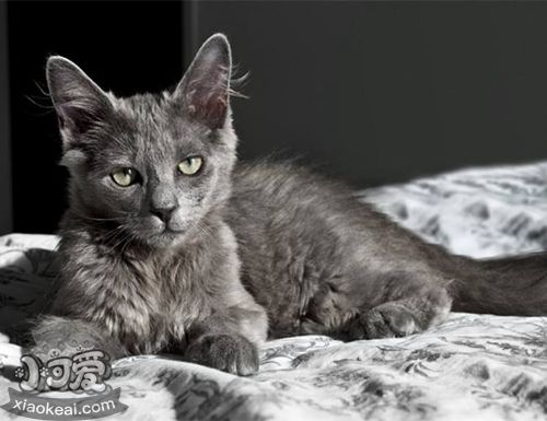 怎么訓練內華達貓不亂抓家具 內華達貓亂抓家具制止方法