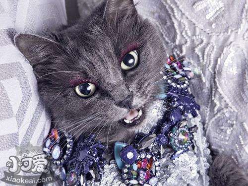 內華達貓晚上不睡覺怎么辦 內華達貓作息訓練