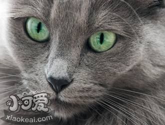 內華達貓怎么訓練跳環 內華達貓跳環訓練