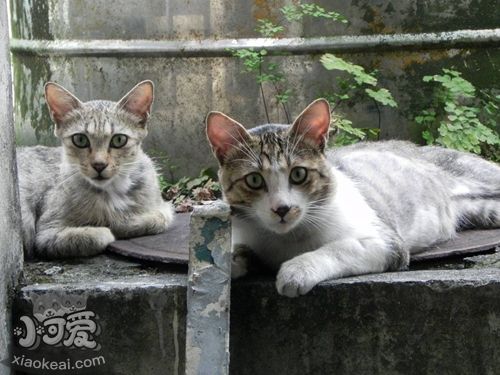 加州閃亮貓亂抓怎么辦 加州閃亮貓不亂抓解決辦法