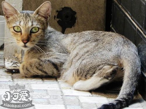 加州閃亮貓會用貓砂嗎 加州閃亮貓貓砂使用方法