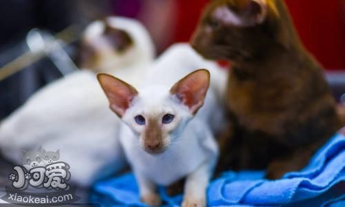 怎么訓練彼得禿貓 彼得禿貓訓練方法