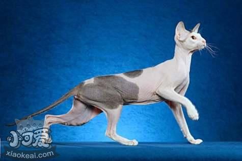 加州閃亮貓不聽話怎么辦 加州閃亮貓聽話訓練方法