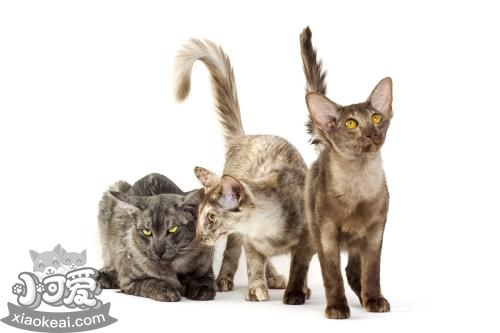 爪哇貓抓家具怎么辦 改掉爪哇貓壞習慣方法