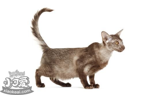 怎么訓練爪哇貓睡貓窩 幼貓訓練注意事項