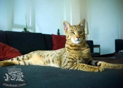 怎么訓練阿舍拉貓不抓沙發 阿舍拉貓抓沙發解決辦法