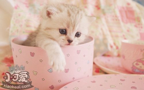 怎么訓(xùn)練茶杯貓上廁所 茶杯貓上廁所訓(xùn)練法