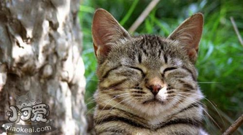 蒂凡尼貓會咬人嗎 蒂凡尼貓不咬人訓練