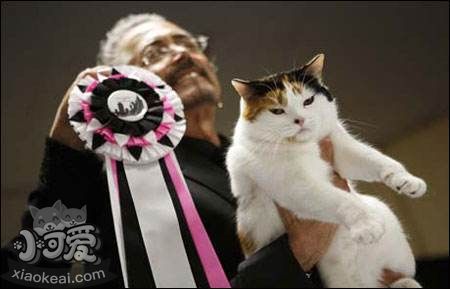 怎么訓練馬恩島貓抓木柱 馬恩島貓抓木柱訓練法