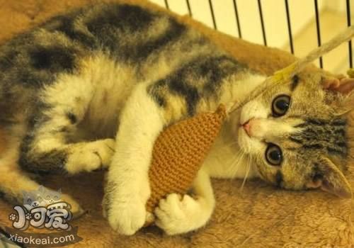 如何刺激馬恩島貓 馬恩島貓刺激訓練方法