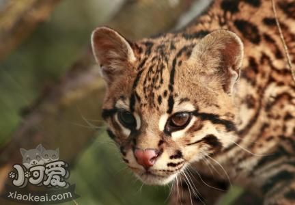 怎么糾正豹貓攻擊行為 豹貓攻擊行為糾正訓練