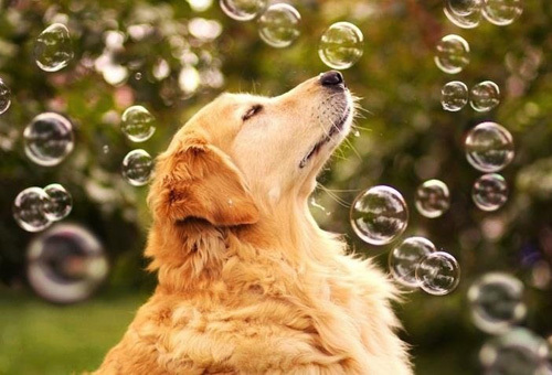 金毛犬怎么訓練 金毛犬訓練方法技巧2