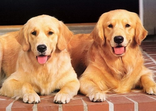 金毛犬怎么訓練 金毛犬訓練方法視頻1