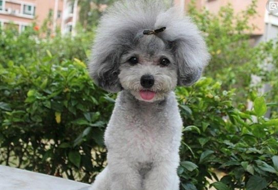 兩三個月的泰迪怎么訓練 泰迪犬訓練教程詳解2