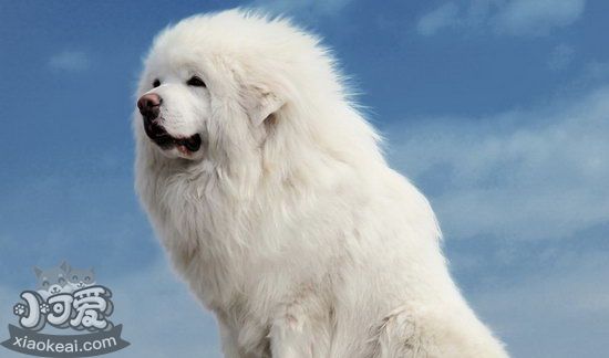 藏獒怎么訓(xùn)練 藏獒訓(xùn)練視頻教程2