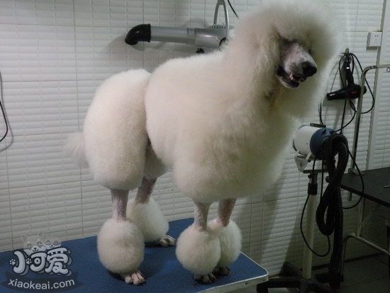 巨型貴賓犬怎么訓練 巨型貴賓犬訓練視頻教程1