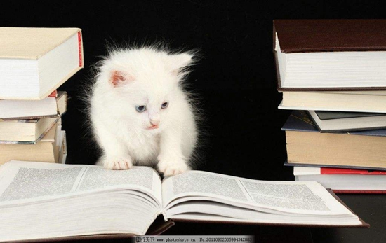 貓咪異位性皮炎怎么治 貓咪異位性皮炎治療方法