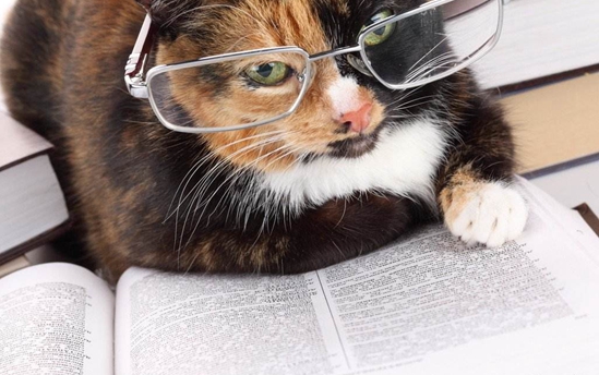 貓咪異位性皮炎怎么治 貓咪異位性皮炎治療方法