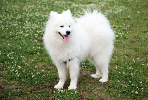 薩摩耶吃什么狗糧好 薩摩耶狗糧選擇推薦1