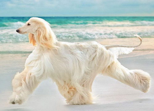 阿富汗獵犬怎么養 阿富汗獵犬養殖方法分享1