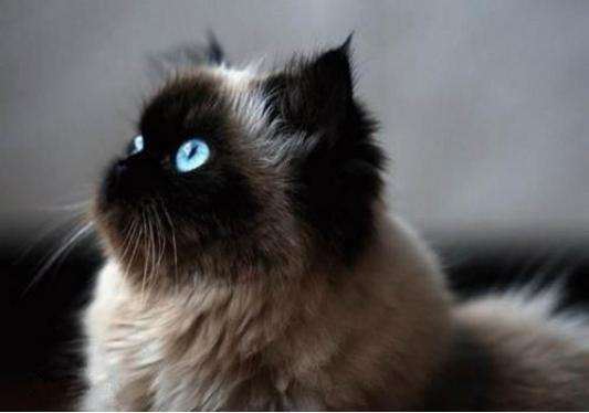 怎么預防貓咪生病 做好五項預防貓咪遠離生病