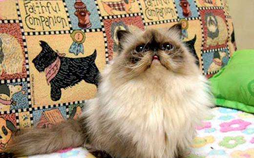 怎么預防貓咪生病 做好五項預防貓咪遠離生病