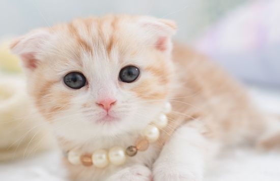 如何預防貓瘟 預防貓咪得貓瘟