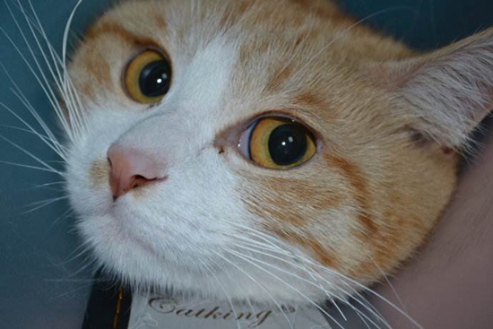 如何預防貓瘟 預防貓咪得貓瘟