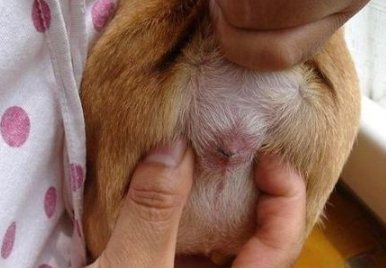 薩摩耶怎么洗澡 薩摩耶洗澡步驟流程及注意事項3