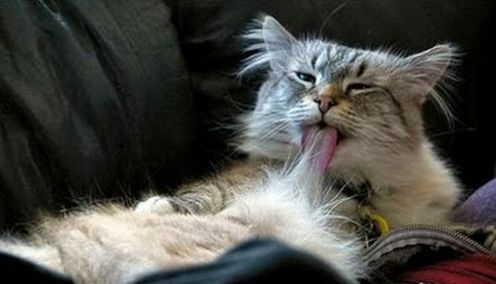 貓咪為什么會有毛球癥 貓咪毛球癥形成的原因