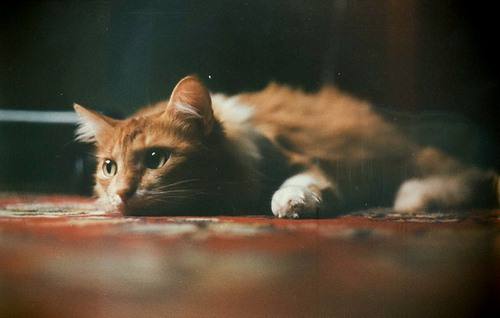 如何治療貓咪維生素缺乏癥 貓咪維生素缺乏癥表現