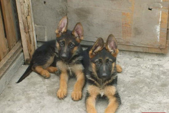 小德牧幾個月換毛 德國牧羊犬換毛時間介紹1