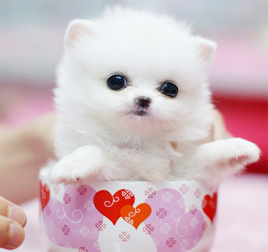 茶杯犬怎么養 茶杯犬飼養方法及注意事項2