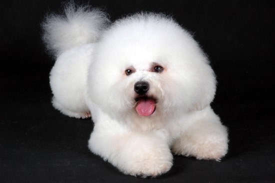 狗狗怎么托運 寵物狗托運流程步驟1