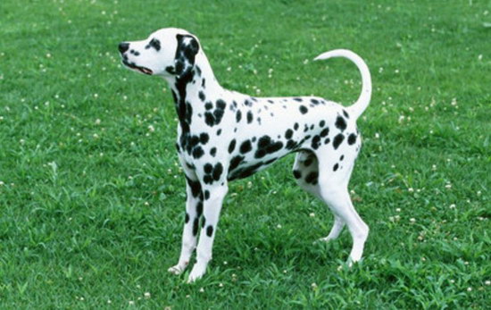 斑點狗怎么養(yǎng) 斑點狗飼養(yǎng)注意事項1