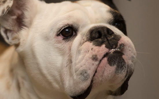 斗牛犬怎么養 斗牛犬飼養方法1