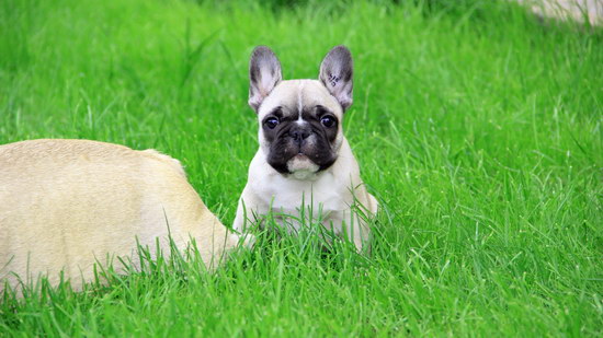 斗牛犬怎么養 斗牛犬飼養方法2