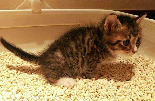 貓咪拉肚子怎么辦 貓咪拉稀解決辦法