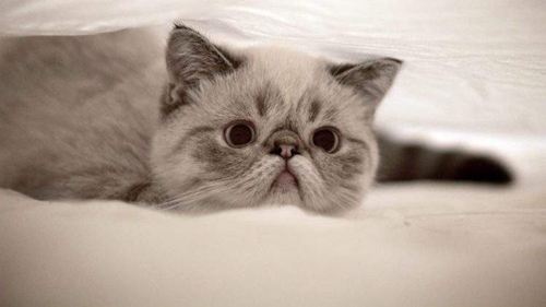 貓咪得了憂郁癥怎么辦