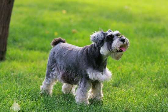 雪納瑞怎么養(yǎng) 雪納瑞飼養(yǎng)方法及注意事項(xiàng)1