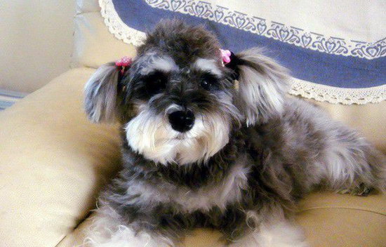 雪納瑞怎么養(yǎng) 雪納瑞飼養(yǎng)方法及注意事項(xiàng)4