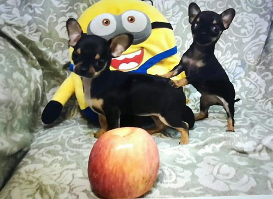 吉娃娃怎么養(yǎng)殖 吉娃娃養(yǎng)殖方法4