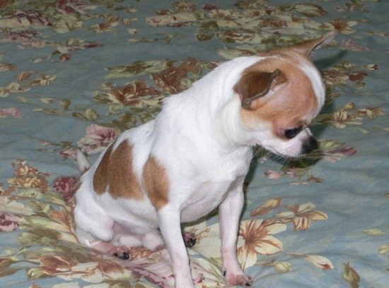 吉娃娃怎么養(yǎng)殖 吉娃娃養(yǎng)殖方法3